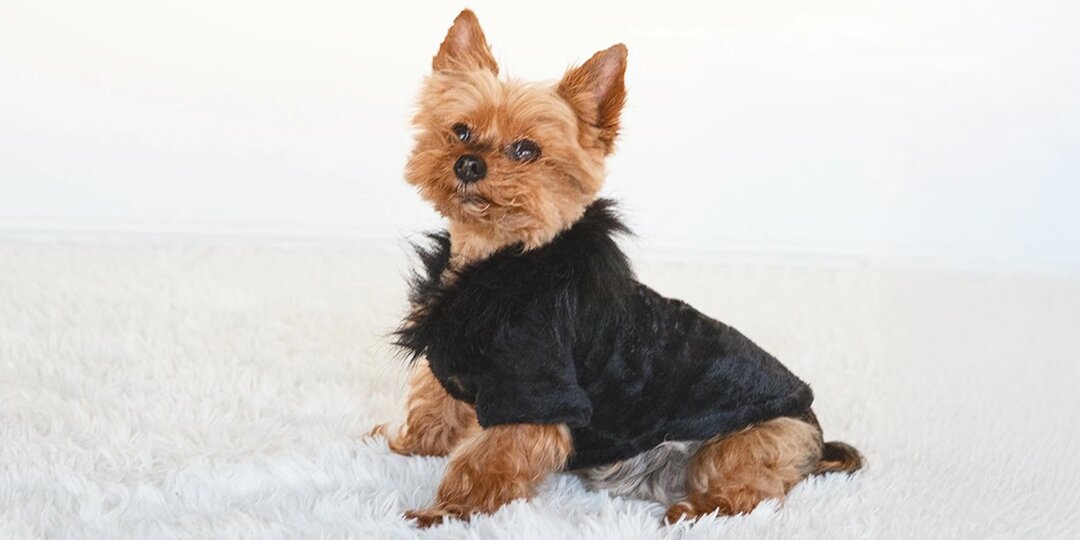 small&amp;&#x23;x20&#x3B;dog&amp;&#x23;x20&#x3B;in&amp;&#x23;x20&#x3B;faux&amp;&#x23;x20&#x3B;fur-trimmed&amp;&#x23;x20&#x3B;black&amp;&#x23;x20&#x3B;outfit&amp;&#x23;x20&#x3B;sitting&amp;&#x23;x20&#x3B;on&amp;&#x23;x20&#x3B;white&amp;&#x23;x20&#x3B;plush&amp;&#x23;x20&#x3B;rug