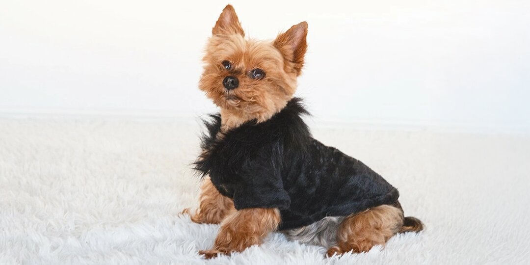 small&amp;&#x23;x20&#x3B;dog&amp;&#x23;x20&#x3B;in&amp;&#x23;x20&#x3B;faux&amp;&#x23;x20&#x3B;fur-trimmed&amp;&#x23;x20&#x3B;black&amp;&#x23;x20&#x3B;outfit&amp;&#x23;x20&#x3B;sitting&amp;&#x23;x20&#x3B;on&amp;&#x23;x20&#x3B;white&amp;&#x23;x20&#x3B;plush&amp;&#x23;x20&#x3B;rug