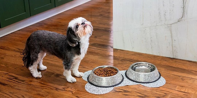 peque&amp;&#x23;xF1&#x3B;o&amp;&#x23;x20&#x3B;perro&amp;&#x23;x20&#x3B;blanco&amp;&#x23;x20&#x3B;y&amp;&#x23;x20&#x3B;negro&amp;&#x23;x20&#x3B;de&amp;&#x23;x20&#x3B;pie&amp;&#x23;x20&#x3B;junto&amp;&#x23;x20&#x3B;a&amp;&#x23;x20&#x3B;un&amp;&#x23;x20&#x3B;mantel&amp;&#x23;x20&#x3B;en&amp;&#x23;x20&#x3B;forma&amp;&#x23;x20&#x3B;de&amp;&#x23;x20&#x3B;hueso&amp;&#x23;x20&#x3B;brillante&amp;&#x23;x20&#x3B;con&amp;&#x23;x20&#x3B;cuencos&amp;&#x23;x20&#x3B;para&amp;&#x23;x20&#x3B;perros&amp;&#x23;x20&#x3B;con&amp;&#x23;x20&#x3B;pedrer&amp;&#x23;xED&#x3B;a